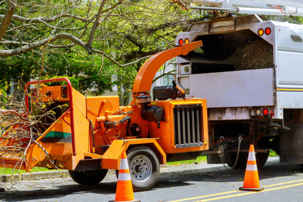 Best Emergency Tree Removal Services  in USA